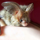 Illustration for article titled Genetic Engineers Create Mice With Proto-Wings